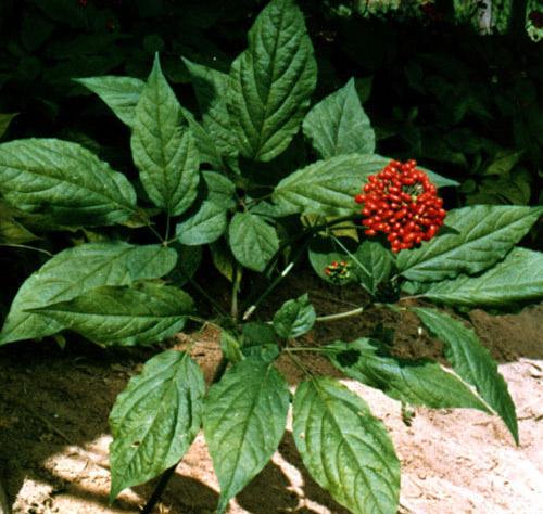 林源珍宝|参茸特产|林源珍宝参茸 >> 产品中心