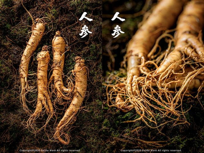 人参|西洋参