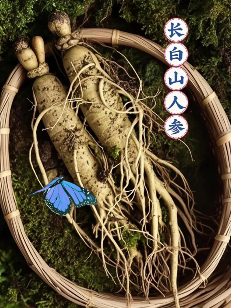 长白山人参.来自长白山的新鲜人参,参须修长飘逸,主根饱满健硕