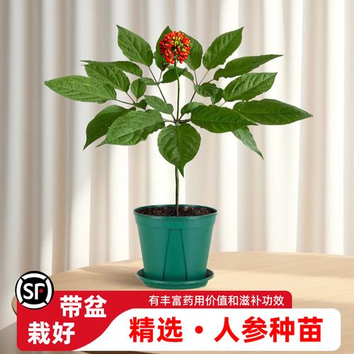 长白山下的参宝宝寻根记——东北人参种苗厂家的那些事儿